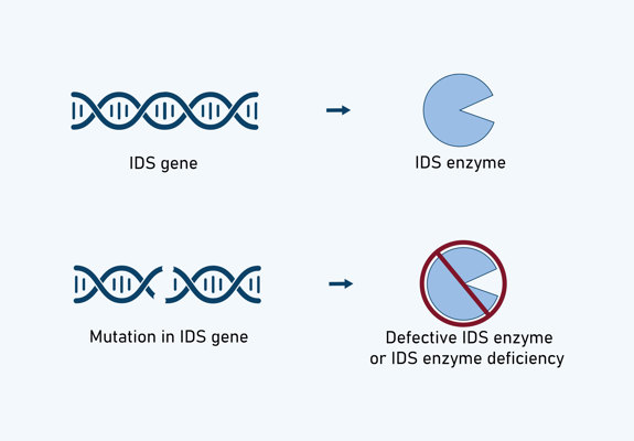 IDS Mutation